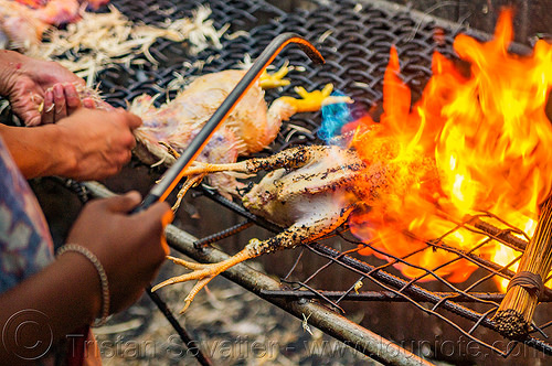 singeing chicken - preparing pinikpikan (philippines), baguio, burned, burning, chicken, fire, grilled, pinikpikan, poultry, singed, singeing, slaughtering