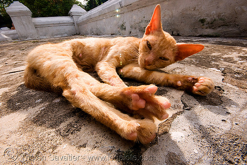 sleepy cat stretching legs, ears, ginger cat, kitten, luang prabang, skinny, stray cat, stretching, tabby cat