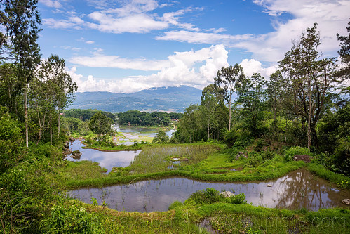small terraced flooded rice fields, agriculture, flooded paddies, flooded rice field, flooded rice paddy, landscape, rice fields, rice paddies, rice paddy fields, tana toraja, terrace farming, terrace fields, terraced fields