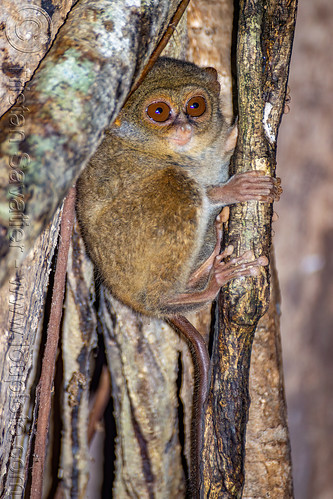 spectral tarsier in tree - tarsius, spectral tarsier, tangkoko national park, tarsiidae, tarsius spectrum, tarsius tarsier, wildlife