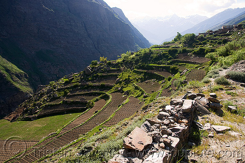 terraced fields near keylong - manali to leh road (india), agriculture, keylong, ladakh, landscape, terrace farming, terraced fields, traditional farming, valley