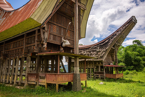 toraja rice-barns with traditional tongkonan roofs, alang, pa'tedong, rice granaries, rice-barns, tana toraja, tongkonan house, tongkonan roof, village, water buffalo head, water buffalo horns