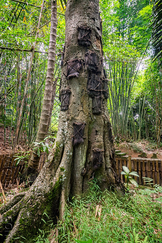 toraja tree burial - baby graves in tree trunk, baby graves, baby tombs, burial site, cemetery, graveyard, passiliran pia, tana toraja, tree tombs, tree trunk