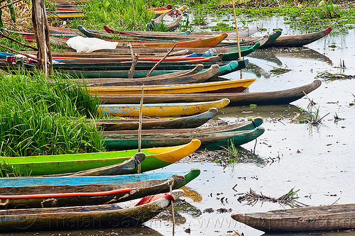 traditional indonesian canoes in tidal marsh, canoes, colored, colorful, flores island, mooring, painted, river boats, sumbawa, tidal marsh