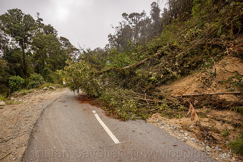 trees fallen on the road to bada valley, road to bada valley