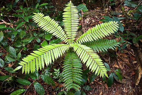 tropical fern leaves - gunung gading national park (borneo), borneo, fern, gunung gading, leaves, malaysia, plants, unidentified plant