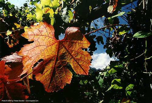 vineleaf with backlight, backlight, leaves, plant veins, plants, vine leaf