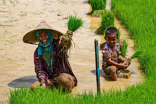 woman and boy transplanting rice in a flooded rice paddy, agriculture, boy, farmers, flooded, kid, rice field, rice paddy field, woman