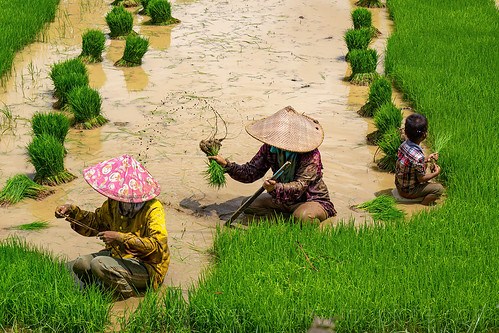 women transplanting rice in a flooded rice paddy, agriculture, boy, farmers, flooded paddies, flooded rice field, flooded rice paddy, kid, rice fields, rice nursery, rice paddies, rice paddy fields, terrace farming, terrace fields, terraced fields, transplanting rice, women, working