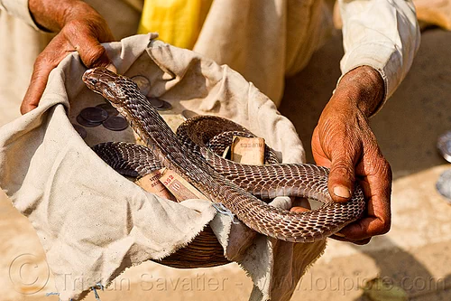 Boy Selling Bras (India)