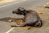 Water Buffaloes Injured and Killed in Truck Accident