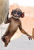 Langur Monkeys (India)